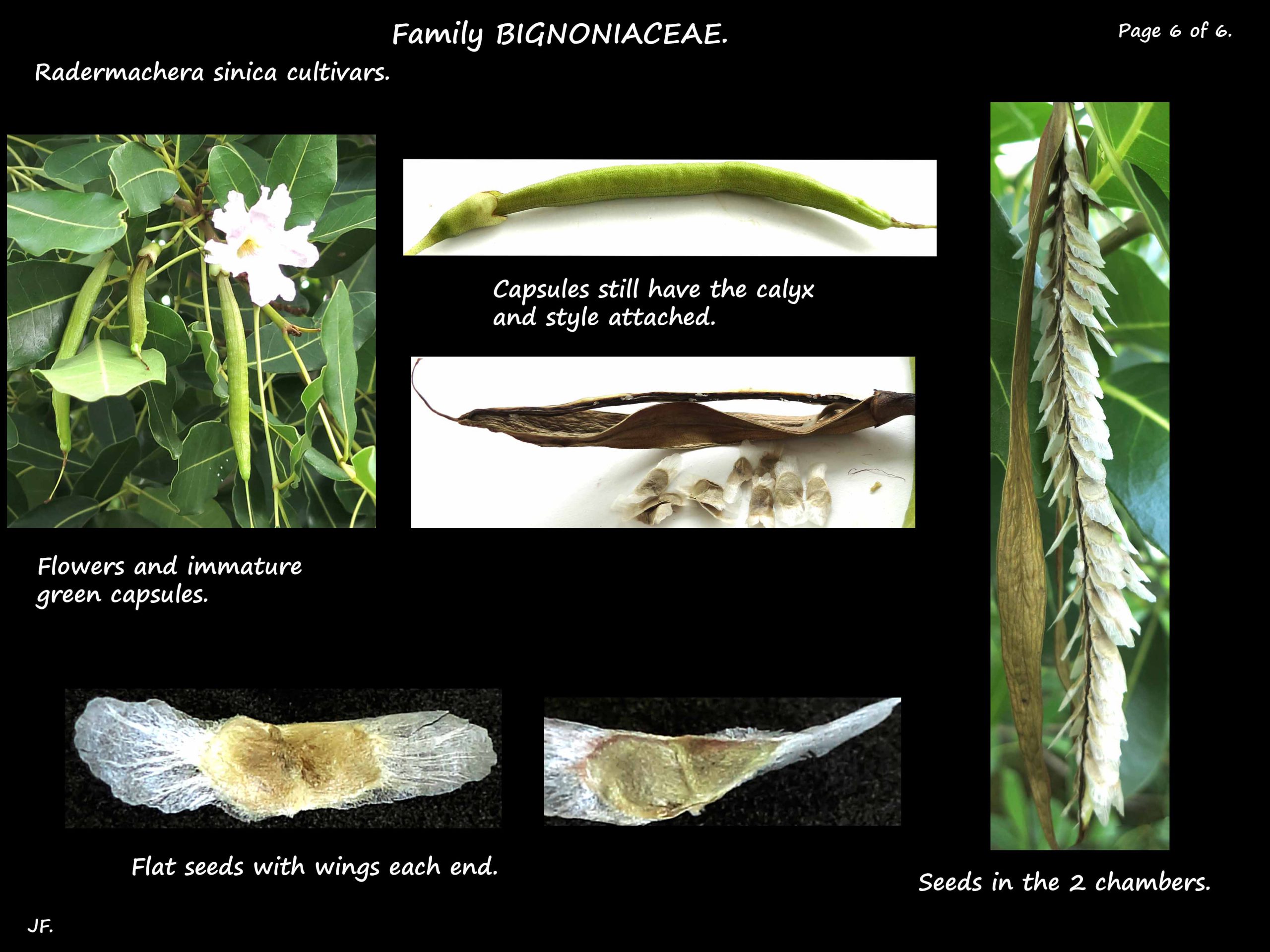 6 Radermachera cultivar capsules & seeds
